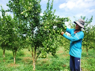 Chăm sóc vườn cây ăn trái ứng phó hạn mặn