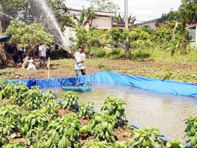 Farmers face early salt water intrusion in Vĩnh Long