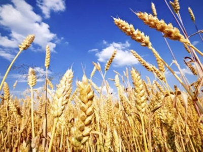 Xuất khẩu lúa mì của Argentina gặp nhiều thách thức lớn trong năm 2021