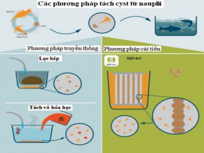 Công nghệ từ tính cải thiện chất lượng Artemia