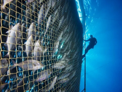 10 reasons to be cheerful about aquaculture in 2021
