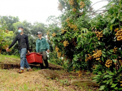 More fruit and vegetable export opportunities for Vietnamese produce next year