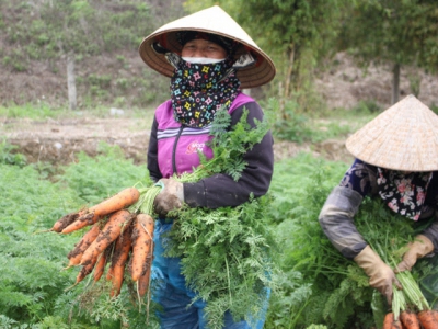 Nông dân trồng cà rốt phấn khởi vì được mùa, được giá