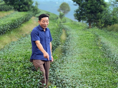 A famous tea area rises up and shines in Lai Chau agricultural industry