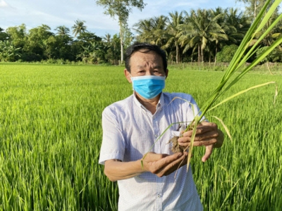 Rice straws and microbial products - the fertilizer-saving combo