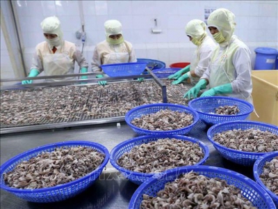 Squid and octopi exports increase, but raw materials lacking