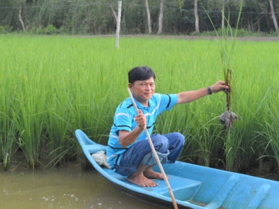 Organic rice-shrimp - International-level and environmental-friendly