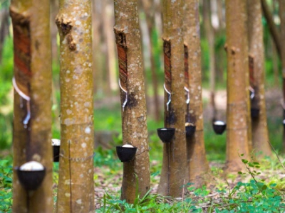 Rubber export to South Korea increased sharply