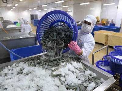 Shrimp exports well on the way to recovery