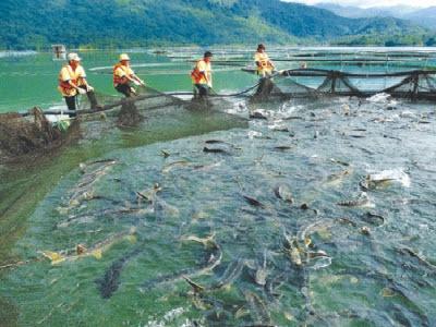 Giao 80ha Hồ Thuỷ Điện Đồng Nai 3 Cho Doanh Nghiệp Nuôi Cá Tầm