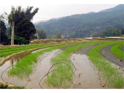 Yên Minh, Khó Khăn Trong Sản Xuất Vụ Xuân