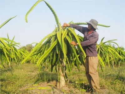 Cây Thanh Long Bước Đầu Cho Hiệu Quả Kinh Tế Cao