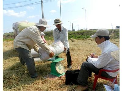 Lúa Đông Xuân Rớt Giá Thương Lái, Nông Dân Đều Lao Đao