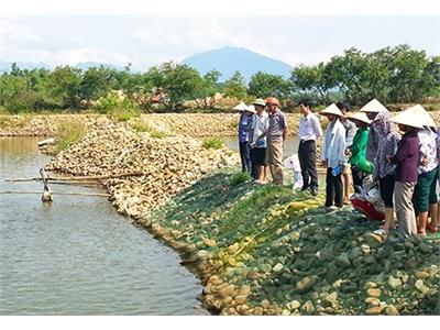 Xây Dựng Tiểu Vùng Nuôi Cá Rô Phi Tập Trung Tại Khu Vực Miền Đông: Hướng Đi Mới Cho Người Nông Dân