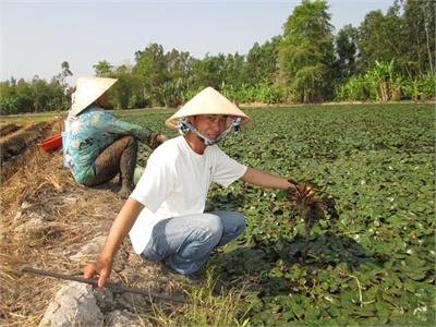 Củ Ấu Dễ Bán