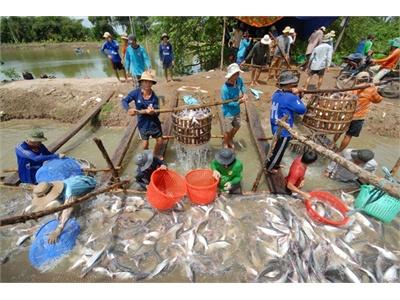 Sản Xuất Cá Tra Bền Vững