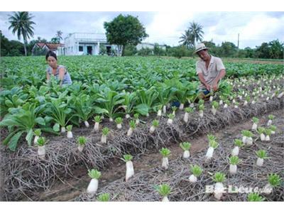 Củ Cải Dễ Trồng