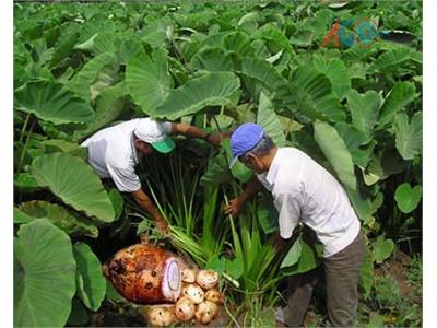 Trồng Khoai Cao Lãi Trên 15 Triệu Đồng/công