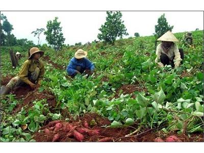 Thương Lái Nước Ngoài Mua Lá Khoai Lang Non Làm Gì?