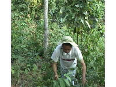 Cây Quế Ở Đại Sảo (Bắc Kạn)