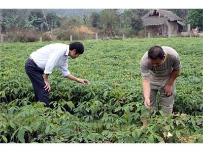 Cây Cao Su Vững Vàng Trong Giá Rét