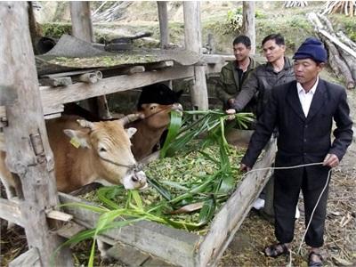 Hỗ Trợ Nuôi Bò Sinh Sản Mô Hình Giảm Nghèo Hiệu Quả Ở Đản Ván