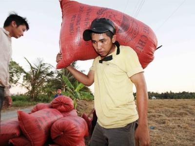 Cạnh tranh mua lúa làm ăn thiếu đàng hoàng với nông dân