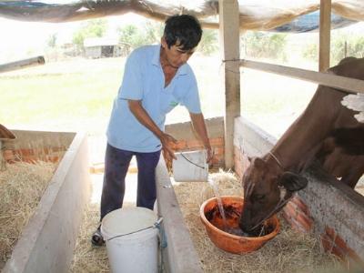 Hạn hán khốc liệt, trâu bò phải uống nước mặn qua ngày