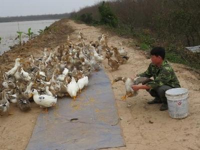 Hỏng đầm tôm, ông Đoàn Văn Vươn đi nuôi vịt sạch