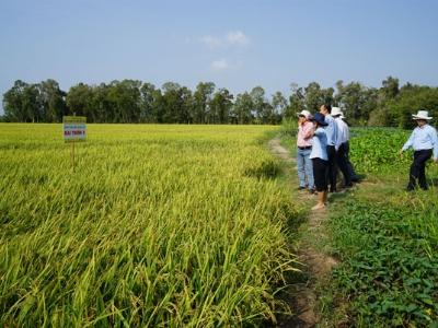 Đài thơm 8 giống lúa kháng bệnh, chịu mặn tốt