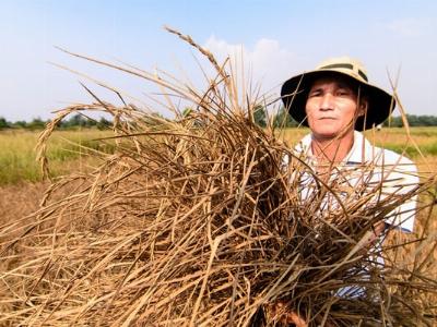 Hạn mấy cũng không bỏ ruộng, quyết bám đất cha ông...