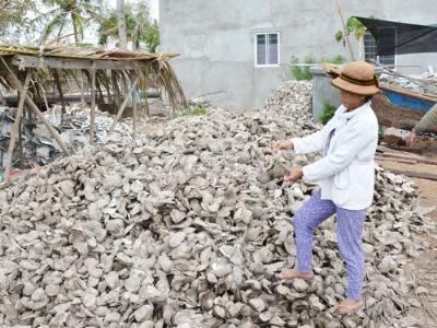 Hàu chết do mặn, thiệt hại hơn 45 tỷ đồng