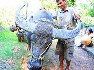 Dùng chiêu huấn luyện trâu, thu nửa triệu mỗi ngày