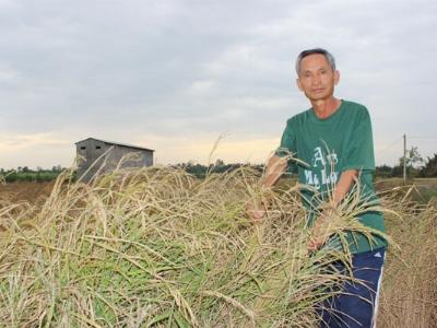 Dân trắng tay vì lúa lép hạt