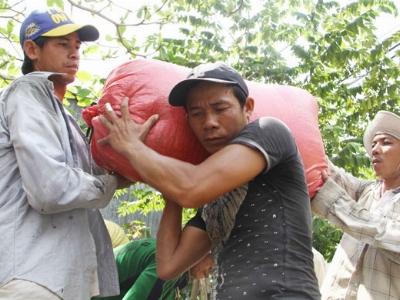 Thương lái tranh mua lúa tại ruộng, nông dân lời khá