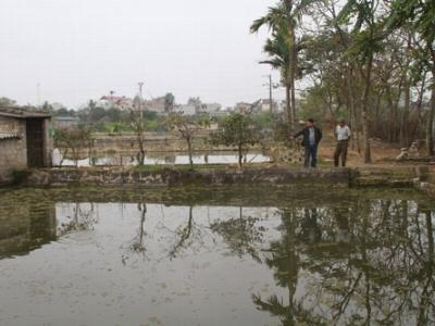 Nhiều khó khăn trong nuôi cá rô phi thương phẩm