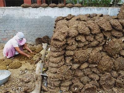 Phân bò có giá, nông dân thu nhập khá