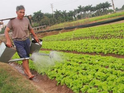 Dồn sức làm thương hiệu rau an toàn Mê Linh