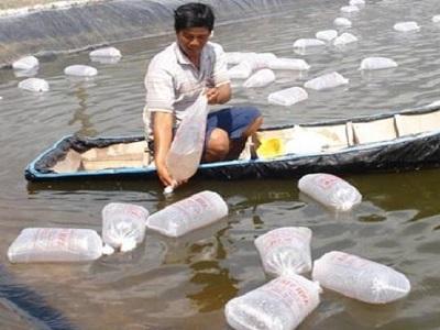 Thả tôm giống và cách chăm sóc, quản lý môi trường ao nuôi - Phần 1