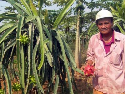 Trồng thanh long ruột đỏ trên đất hạn, lãi tiền tỷ