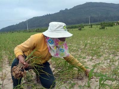 Bị thất thu vàng trắng, người dân Lý Sơn sẽ sớm được hỗ trợ