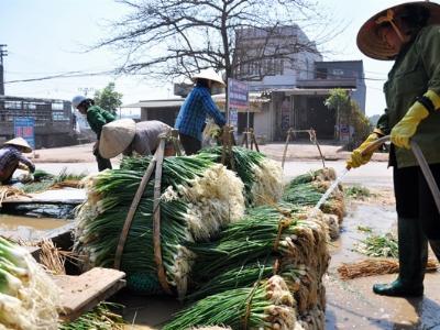 Trồng hành 2 tháng, lãi 300 triệu đồng