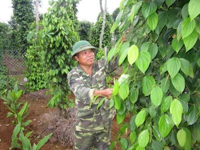 Đa cây, đa con thu hàng trăm triệu đồng