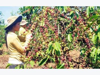 Coffee export soars in two months