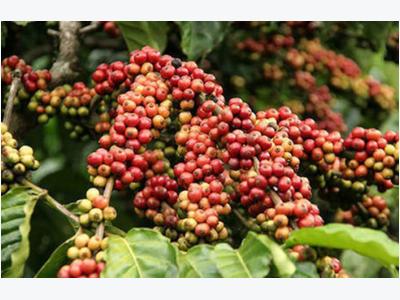 Coffee supply in Vietnam hits 3-year low