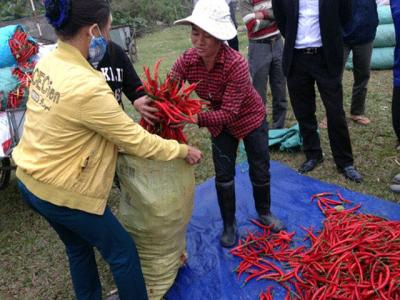 Ớt cay Khánh Dương “lên hương”