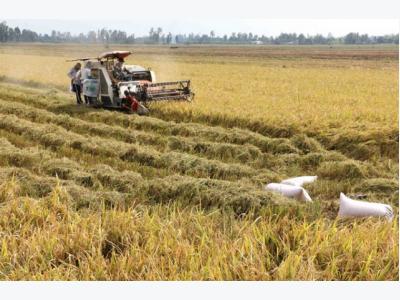 Clean rice processing cuts costs, emissions