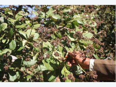 Poor crop hurts cashew farmers