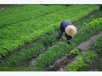 Sandy soil veggies lift farmers out of poverty