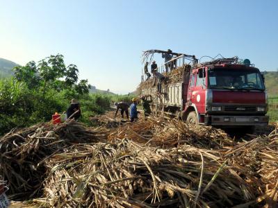 Một vụ mía nhiều bất thường